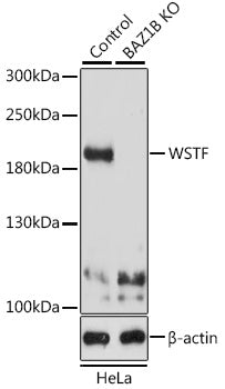[KO Validated] WSTF Rabbit pAb