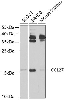 CCL27 Rabbit pAb