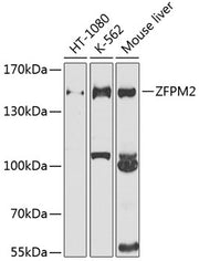 ZFPM2 Rabbit pAb
