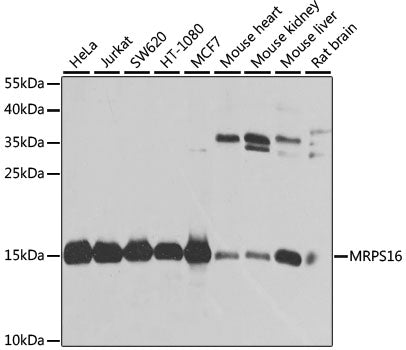 MRPS16 Rabbit pAb