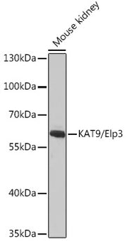 KAT9/Elp3 Rabbit pAb