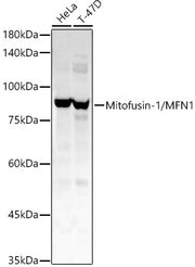 Mitofusin-1/MFN1 Rabbit pAb