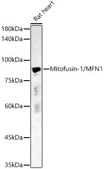 Mitofusin-1/MFN1 Rabbit pAb
