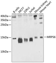 MRPS6 Rabbit pAb