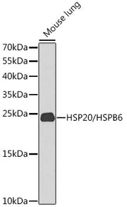 HSP20/HSPB6 Rabbit pAb