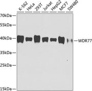 WDR77 Mouse mAb
