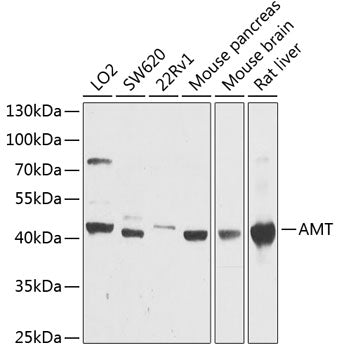 AMT Rabbit pAb