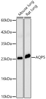 AQP5 Rabbit pAb