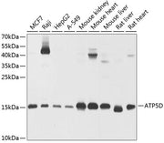 ATP5D Rabbit pAb