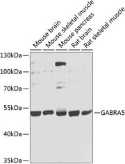 GABRA5 Rabbit pAb