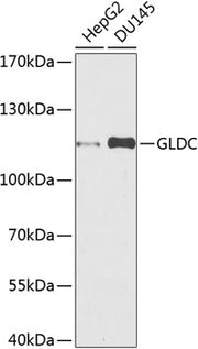 GLDC Rabbit pAb