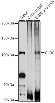 GLDC Rabbit pAb