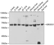 KIR3DS1 Rabbit pAb