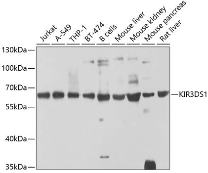 KIR3DS1 Rabbit pAb