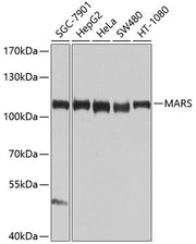MARS Rabbit pAb
