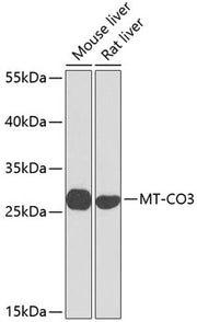 MT-CO3 Rabbit pAb