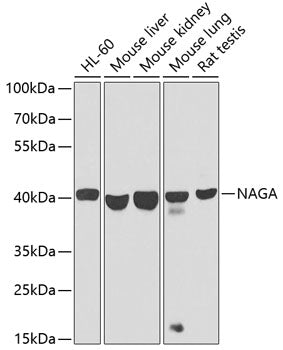NAGA Rabbit pAb