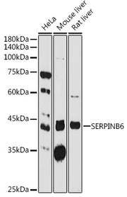 SERPINB6 Rabbit pAb