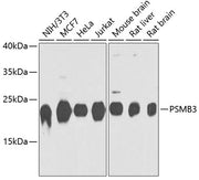 PSMB3 Rabbit pAb
