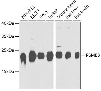 PSMB3 Rabbit pAb