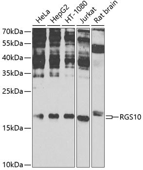 RGS10 Rabbit pAb