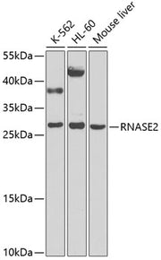RNASE2 Rabbit pAb