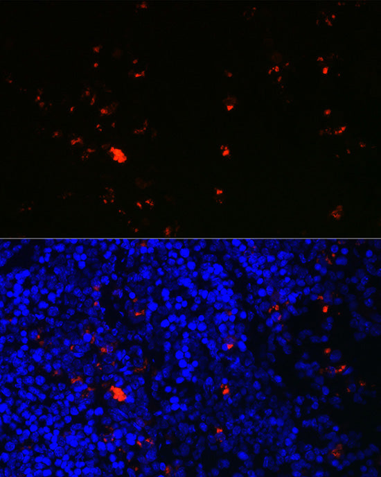 RNASE2 Rabbit pAb