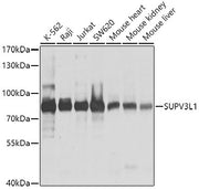 SUPV3L1 Rabbit pAb