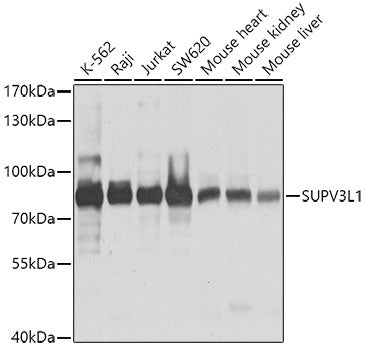 SUPV3L1 Rabbit pAb