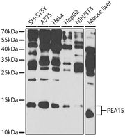 PEA15 Rabbit pAb