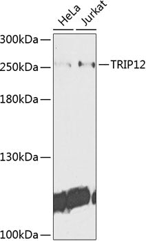 TRIP12 Rabbit pAb