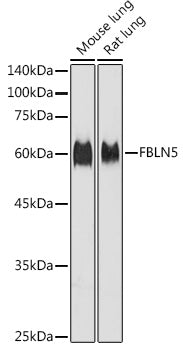FBLN5 Rabbit pAb