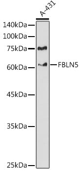 FBLN5 Rabbit pAb