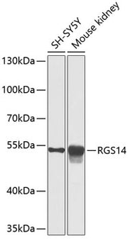 RGS14 Rabbit pAb