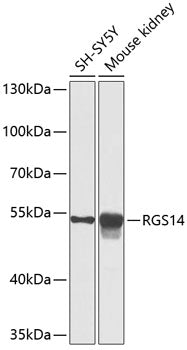RGS14 Rabbit pAb