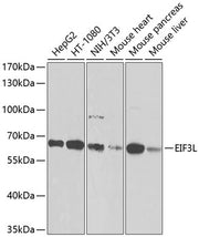 EIF3L Rabbit pAb