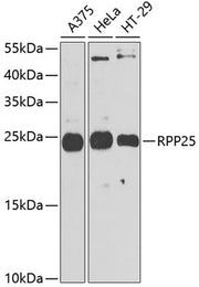 RPP25 Rabbit pAb