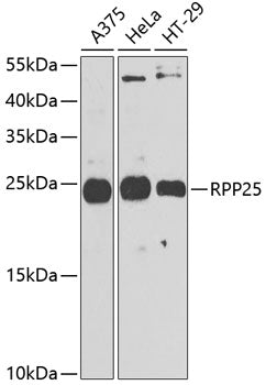 RPP25 Rabbit pAb