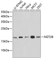 MZT2B Rabbit pAb