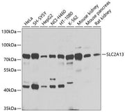 SLC2A13 Rabbit pAb