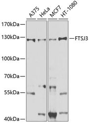 FTSJ3 Rabbit pAb
