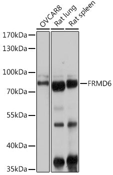 FRMD6 Rabbit pAb