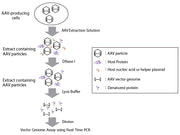 AAV real-time PCR titration kit - Gene function - Takara Bio