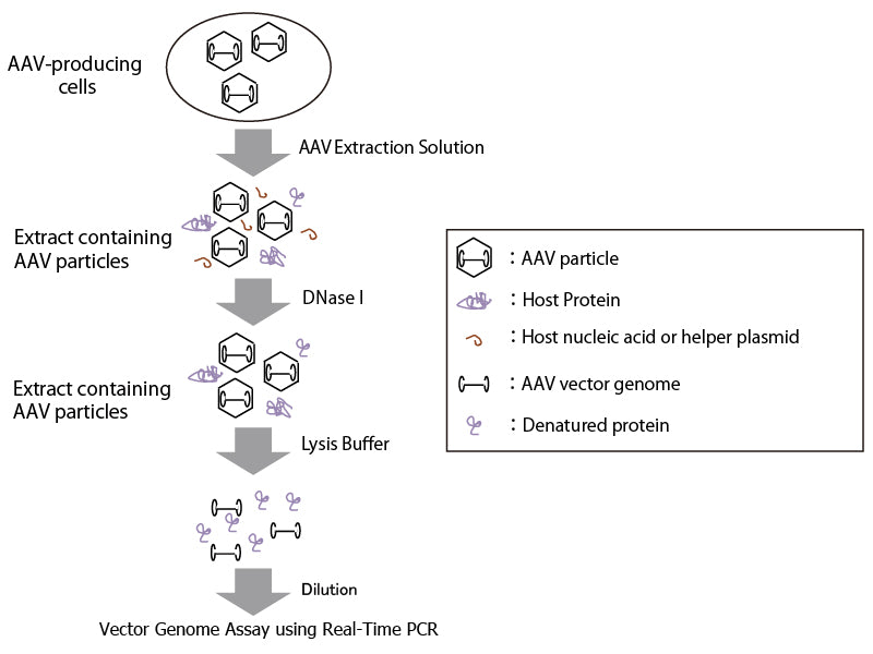 AAV real-time PCR titration kit - Gene function - Takara Bio