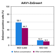 Efficient concentration of AAV particles from cell culture supernatant - Gene function - Takara Bio