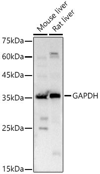 GAPDH Rabbit pAb