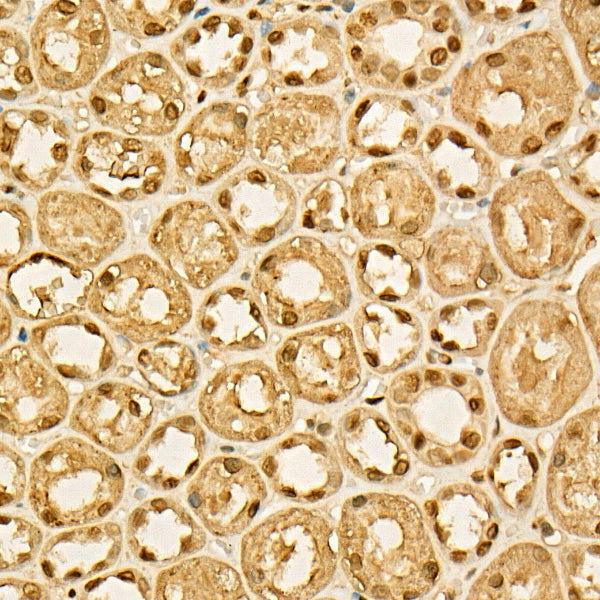 GAPDH Mouse mAb
