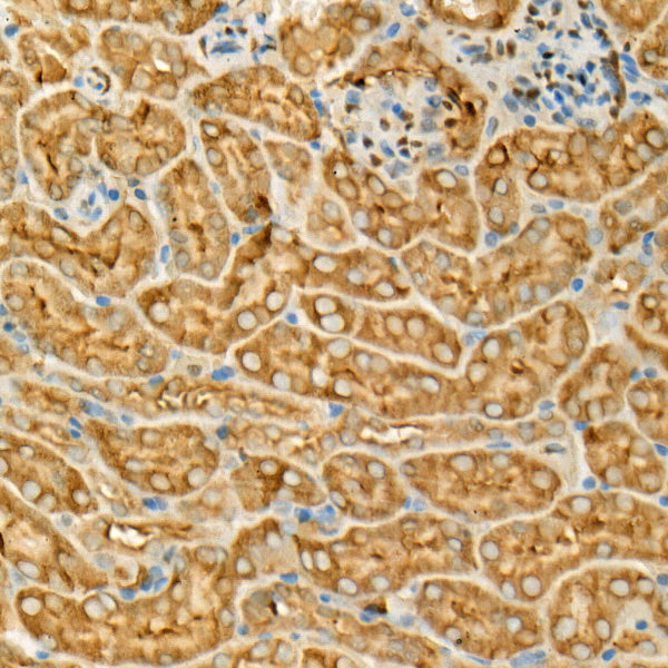 GAPDH Mouse mAb