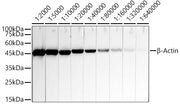 β-Actin Mouse mAb