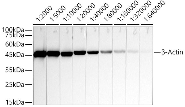 β-Actin Mouse mAb